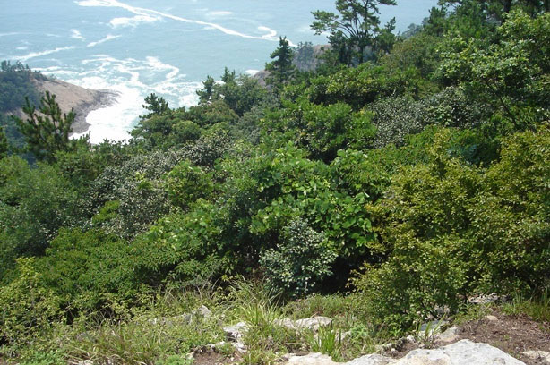 등산로의 동백나무들 사진