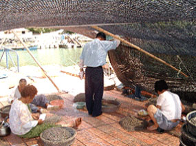 읍도마을 할머니들 사진