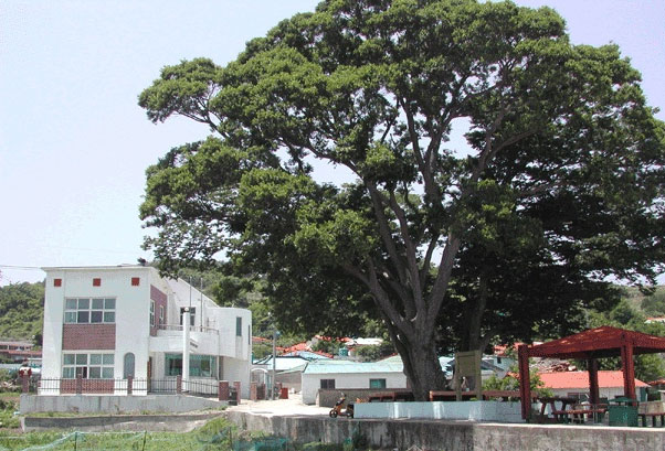 보호수로 지정된 120년 된 느티나무 사진