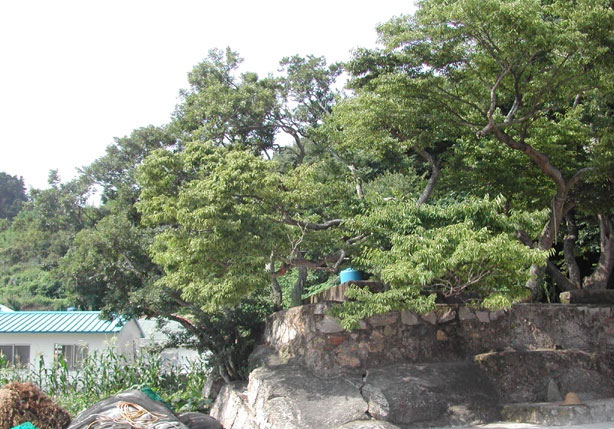 용초마을 당산나무 사진