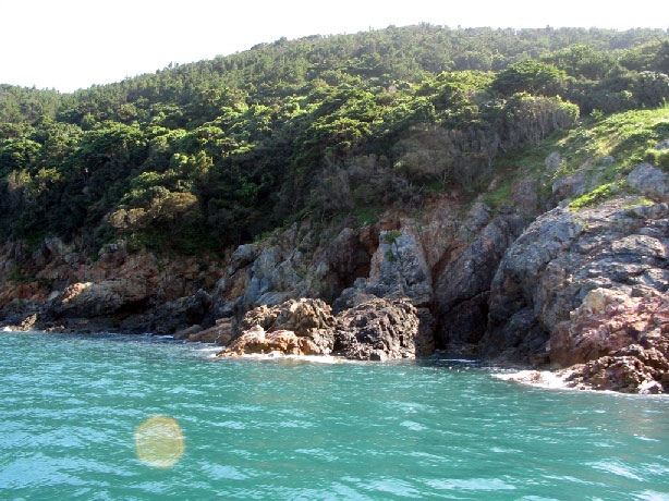 장사도 동백나무 군락지 사진