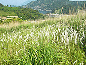마을 뒤편 언덕 갈대밭 사진