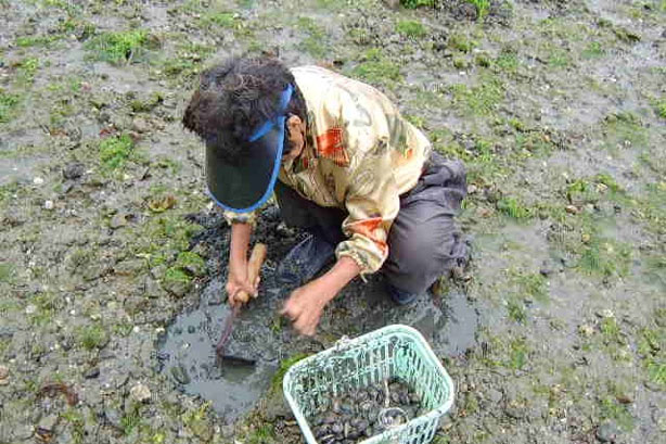 조개를 파고 있는 해간도 할머니 사진