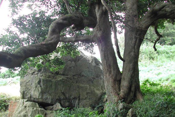 대항마을의 200년 이상 된 후박나무 사진