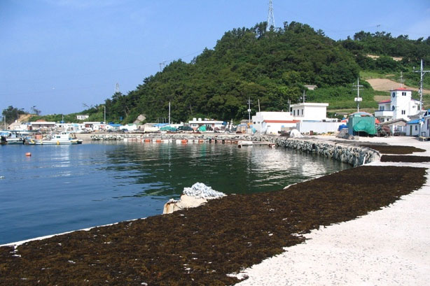 건조 중인 우뭇가사리 사진