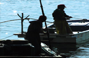 고동 조개잡이를 하는 모습