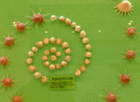 조개 전시 모습