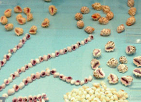 조개 전시 모습