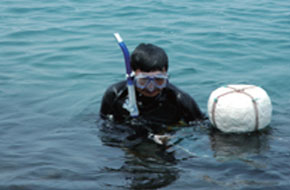 따개비나 톳나물 캐는 모습